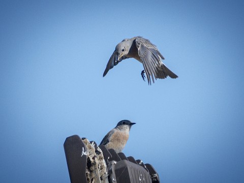Western Bluebird - James Kendall