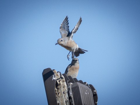 Western Bluebird - James Kendall