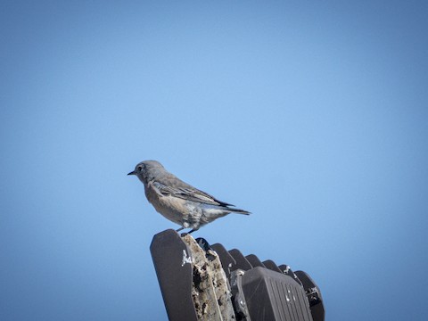 Western Bluebird - James Kendall