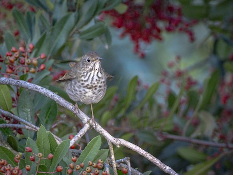 Hermit Thrush - James Kendall