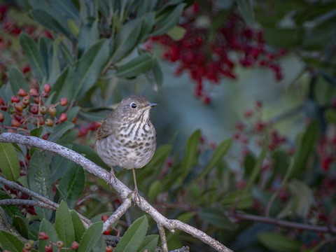 Hermit Thrush - James Kendall