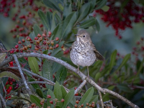 Hermit Thrush - James Kendall