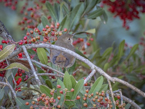 Hermit Thrush - James Kendall