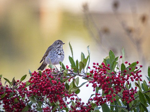 Hermit Thrush - James Kendall