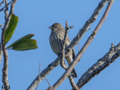House Finch - James Kendall