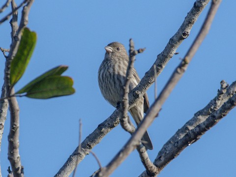 House Finch - James Kendall