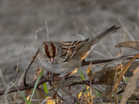 White-crowned Sparrow - James Kendall