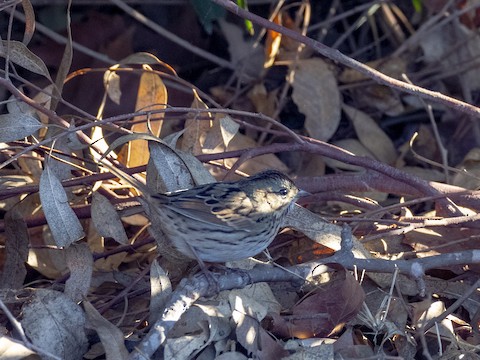 Lincoln's Sparrow - James Kendall