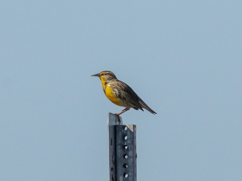 Western Meadowlark - James Kendall