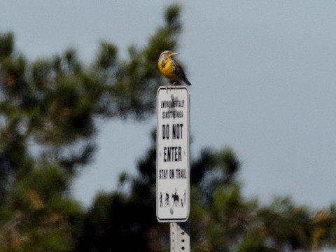 Western Meadowlark - James Kendall