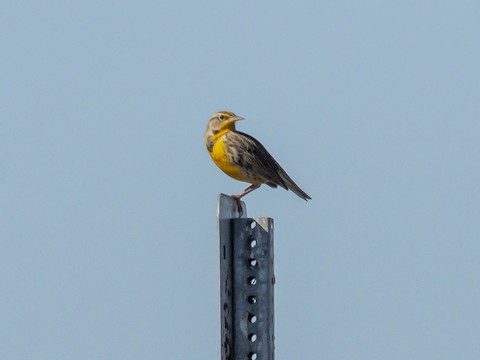 Western Meadowlark - James Kendall