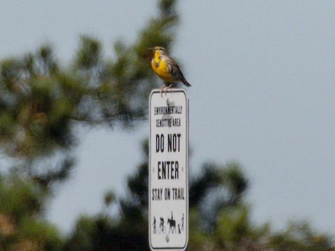 Western Meadowlark - James Kendall