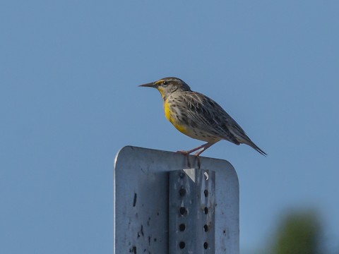 Western Meadowlark - James Kendall
