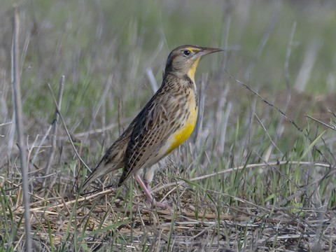 Western Meadowlark - James Kendall