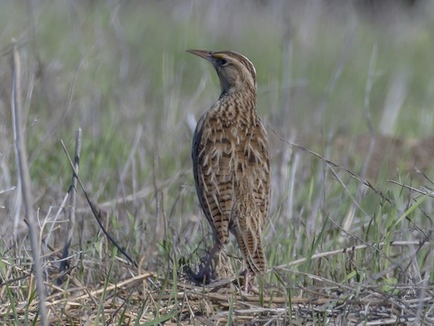 Western Meadowlark - James Kendall