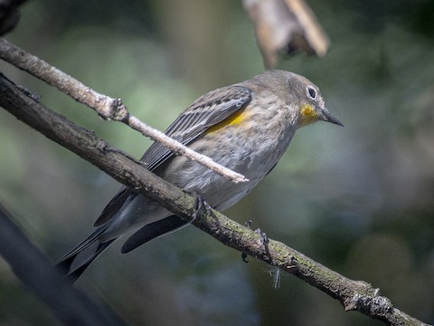 Yellow-rumped Warbler - James Kendall