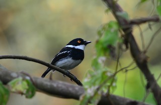  - Rwenzori Batis