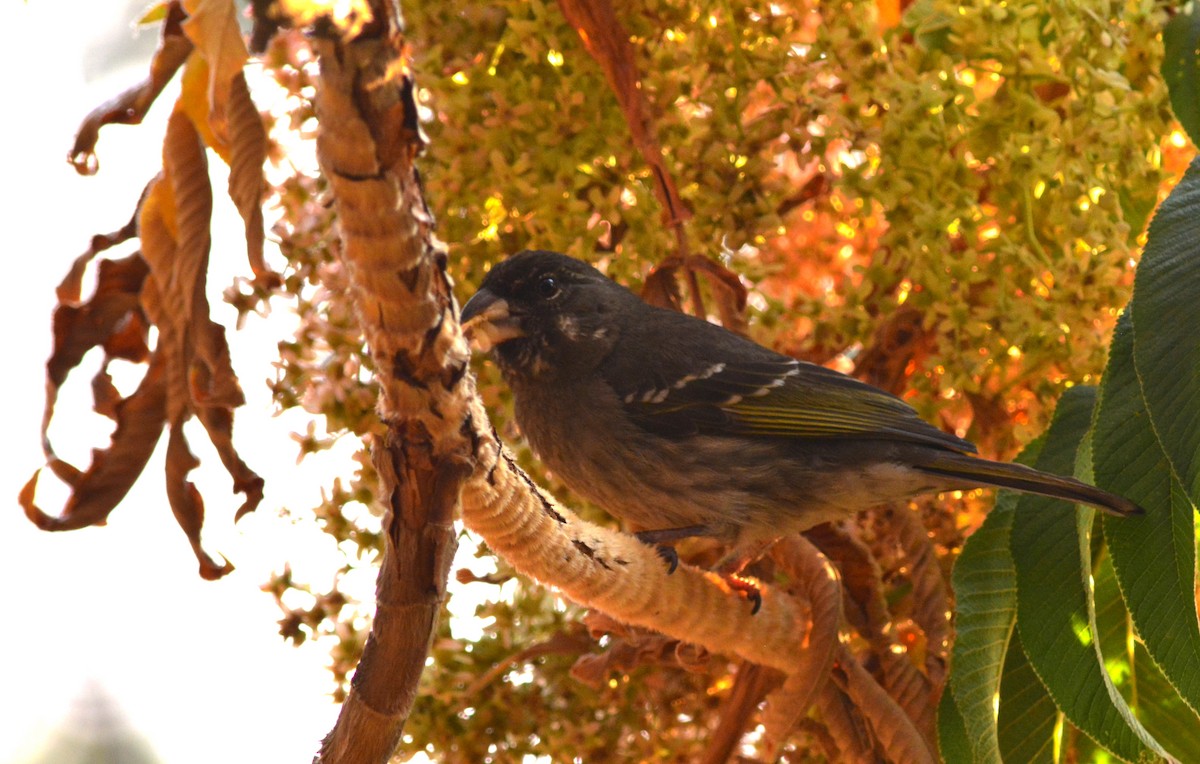 Thick-billed Seedeater - ML64440471