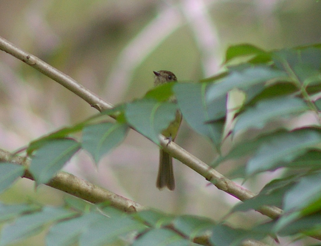Sepia-capped Flycatcher - ML64441981