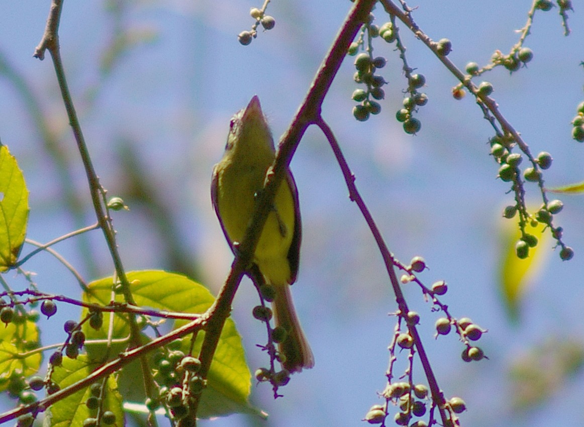 Yellow-olive Flatbill - Dave Curtis