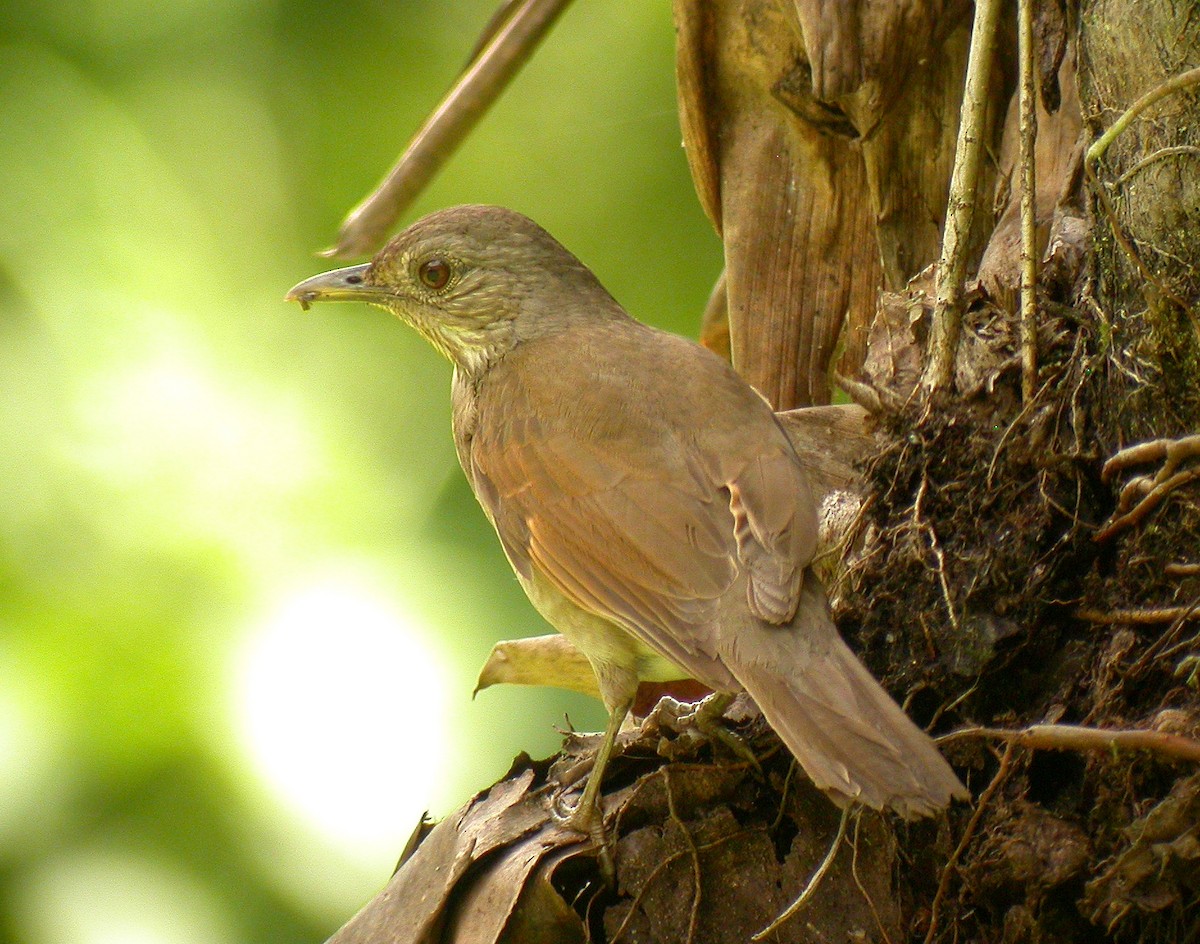 Pale-breasted Thrush - ML64442951