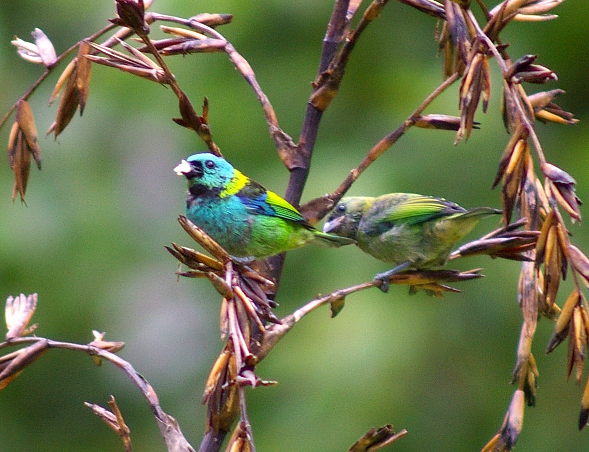 Green-headed Tanager - ML64443081