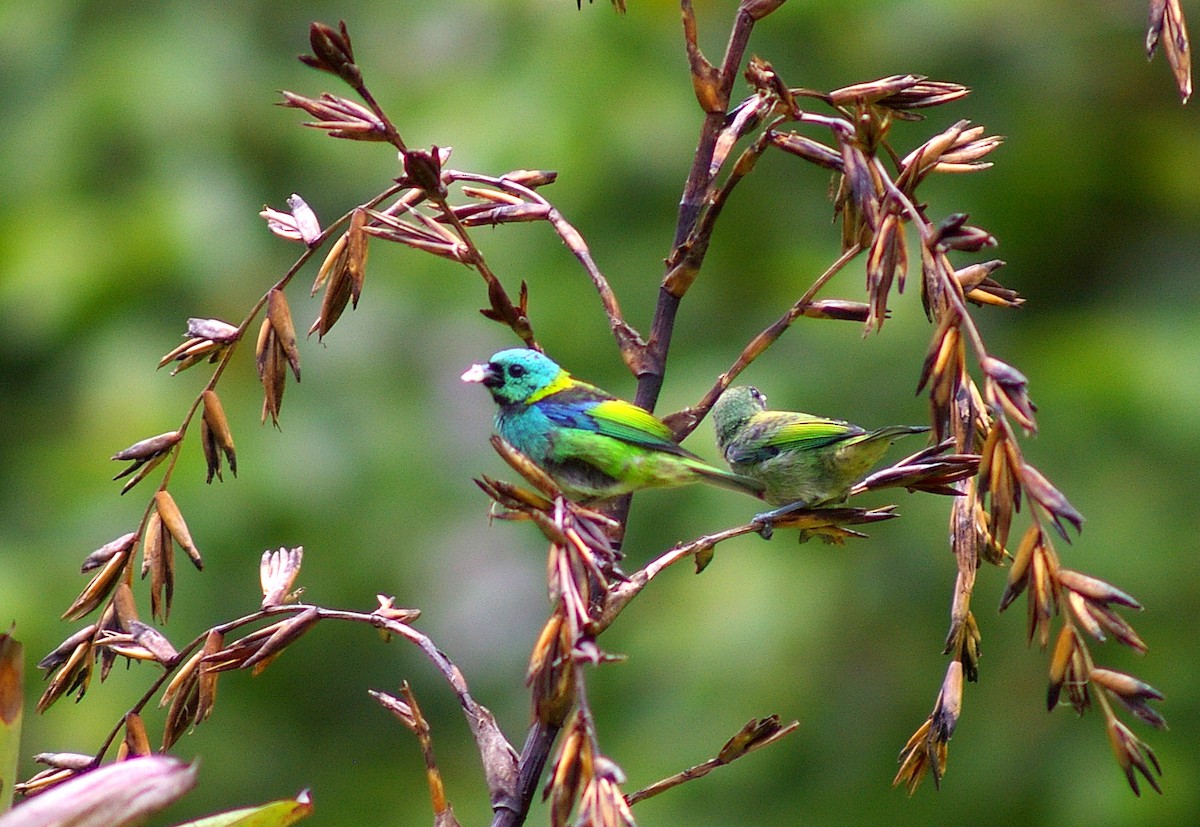 Green-headed Tanager - ML64443091