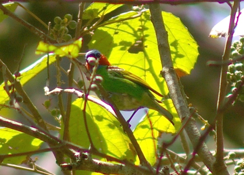 Red-necked Tanager - ML64443131