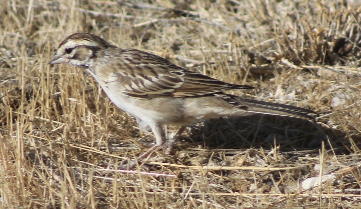 Lark Sparrow - ML64443901