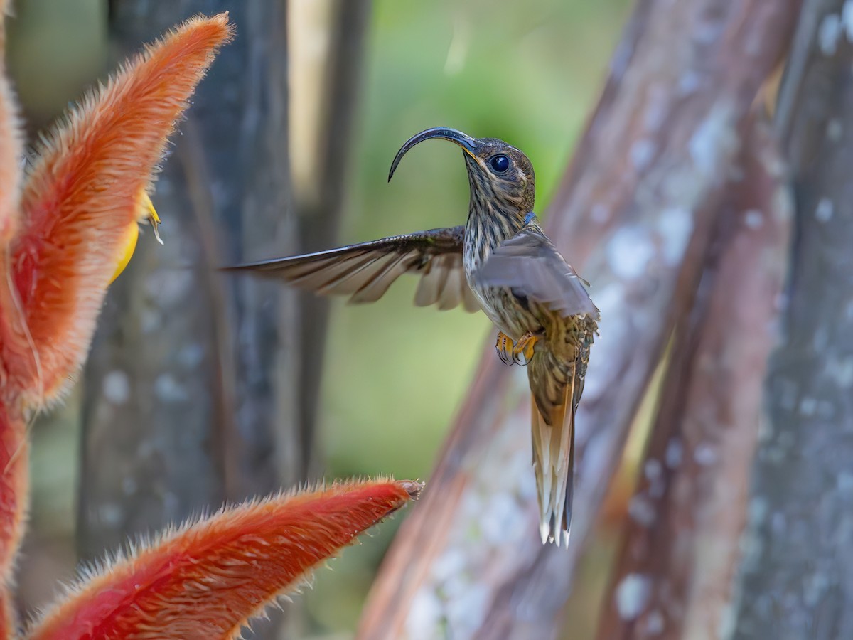 Buff-tailed Sicklebill - Eutoxeres condamini - Birds of the World