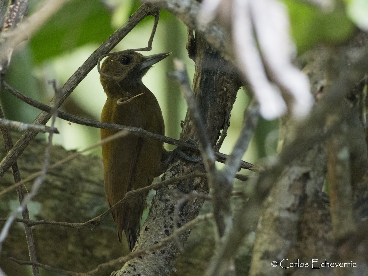Smoky-brown Woodpecker - Carlos Echeverría