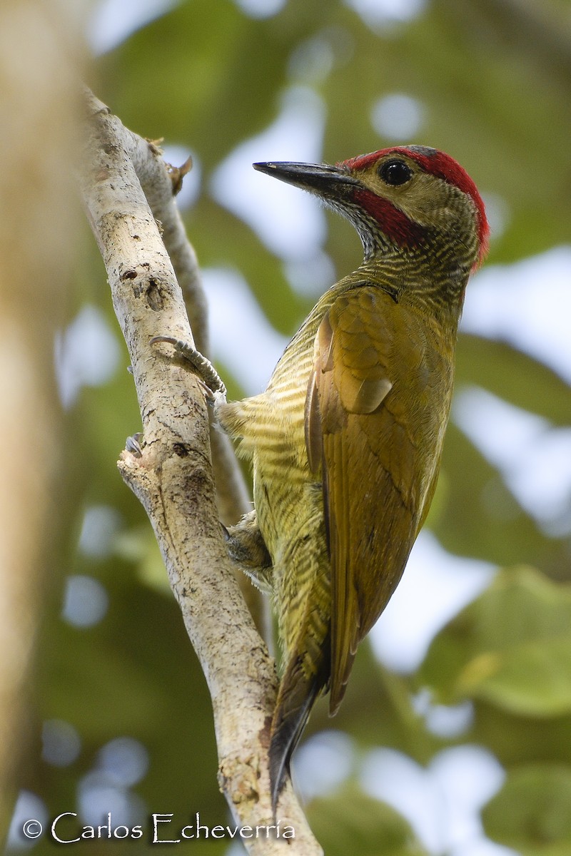 Golden-olive Woodpecker - Carlos Echeverría