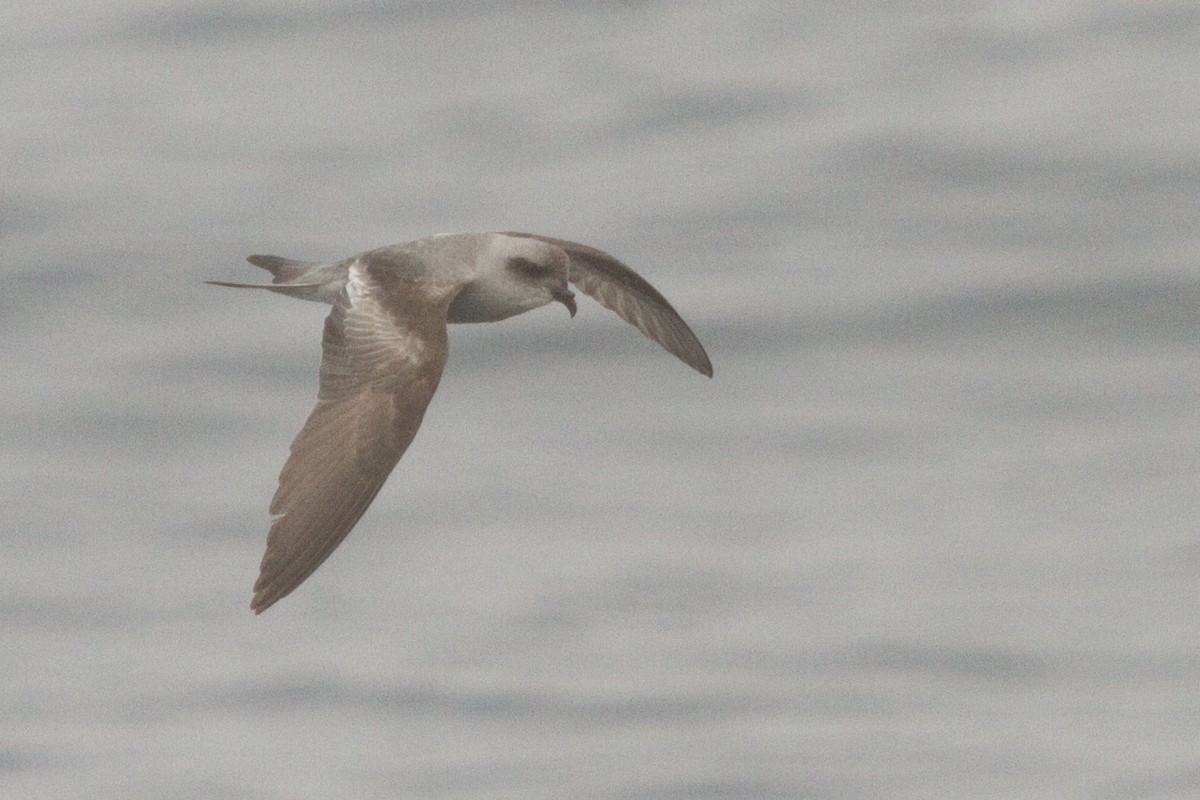 Fork-tailed Storm-Petrel - ML64447561