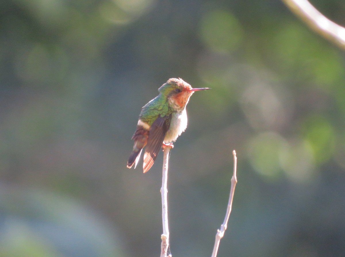 Frilled Coquette - ML64448221