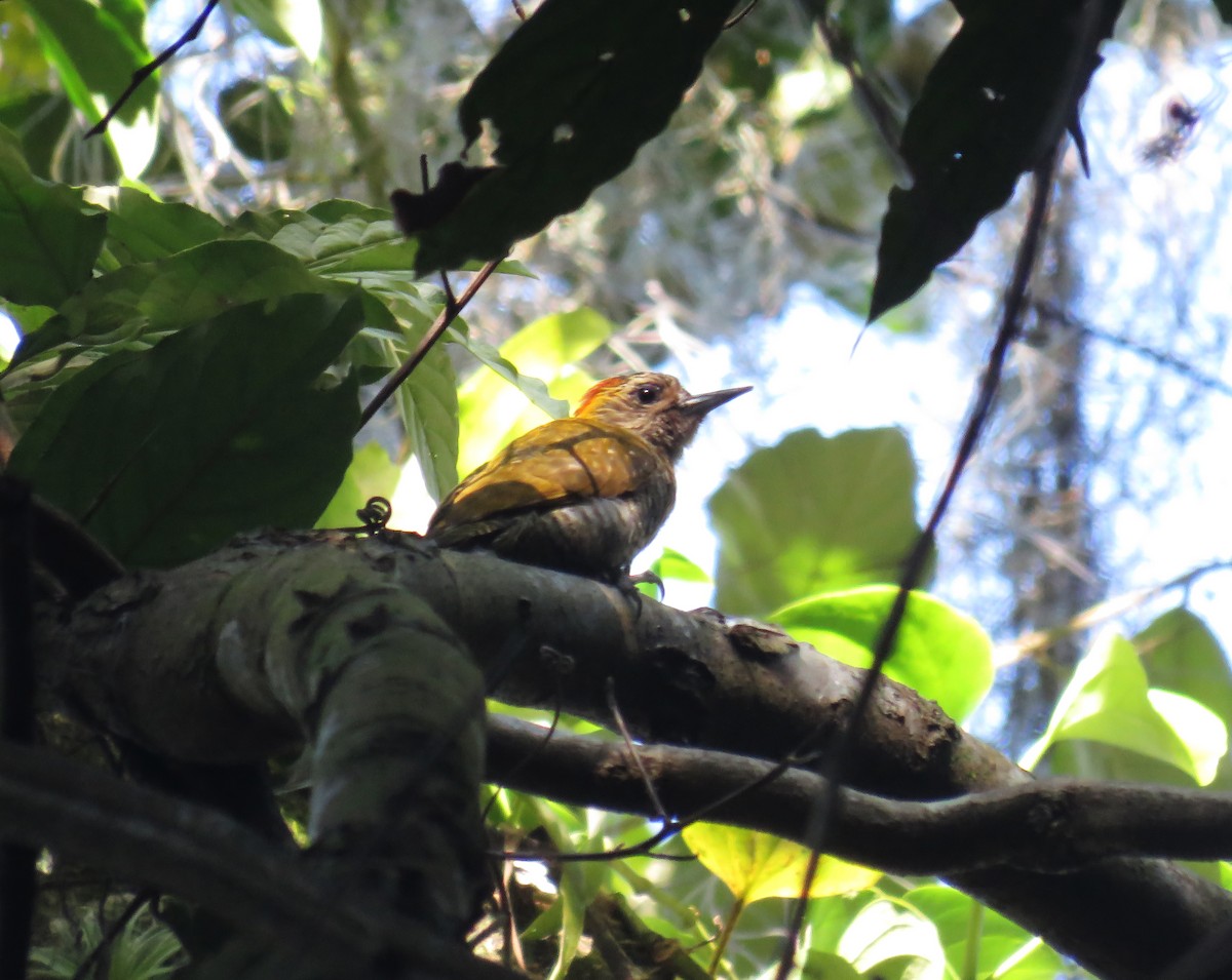 Yellow-eared Woodpecker - ML64448241