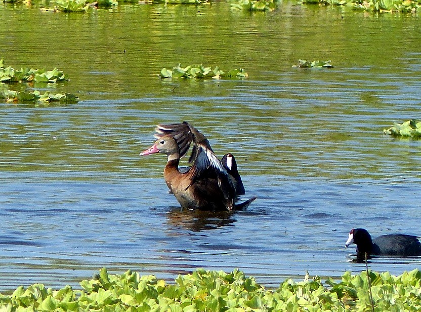 Black-bellied Whistling-Duck - Aziza Cooper