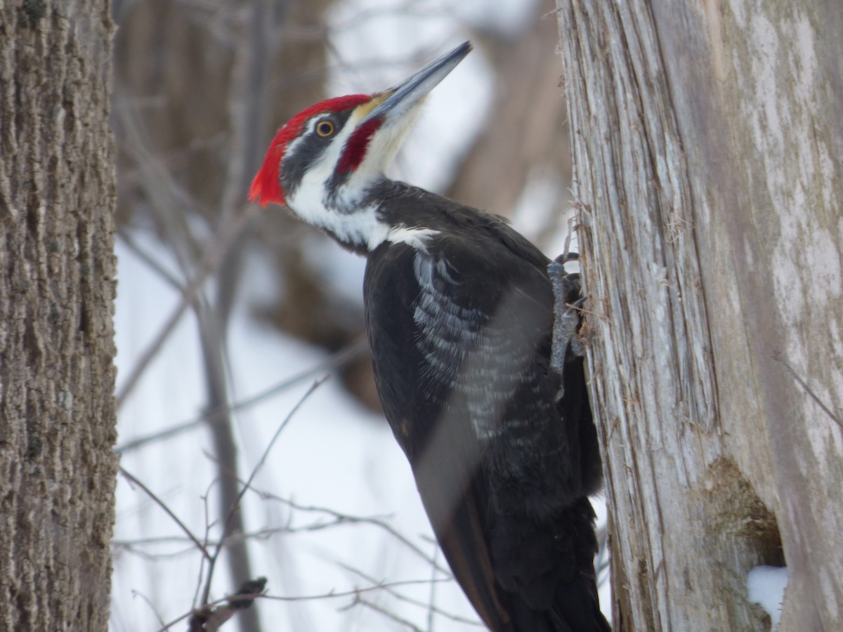 Pileated Woodpecker - Bill Crins