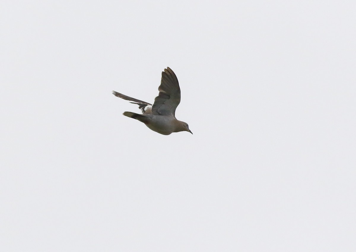 White-winged Dove - ML64452771