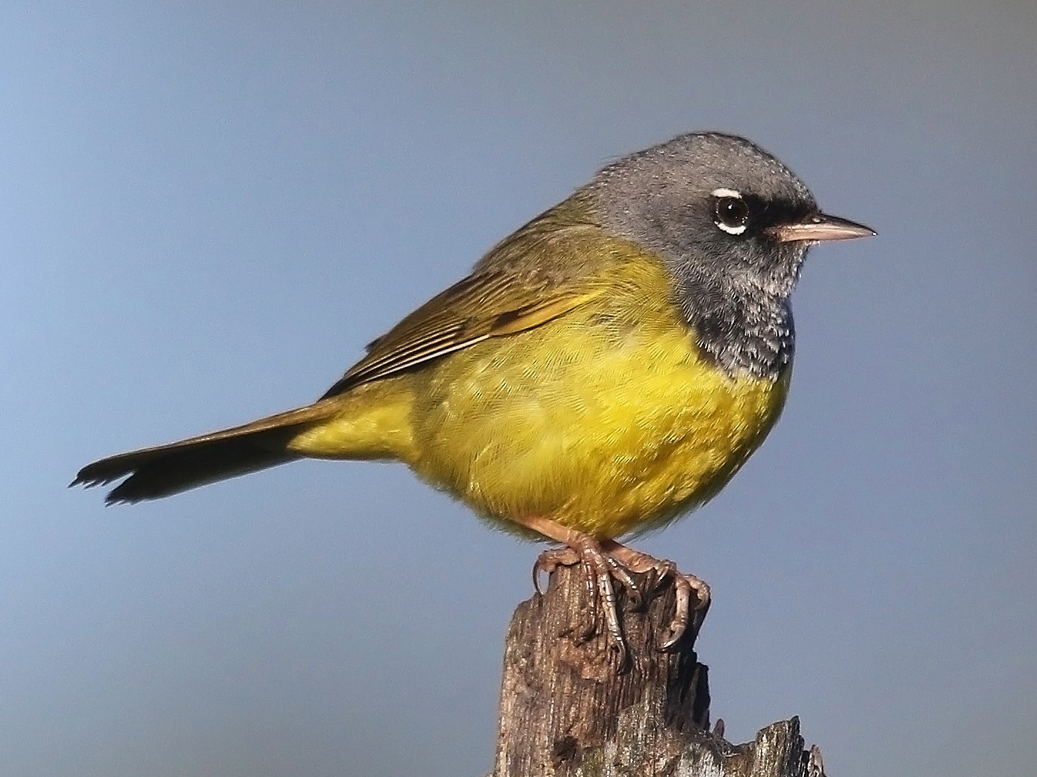 MacGillivray's Warbler - eBird