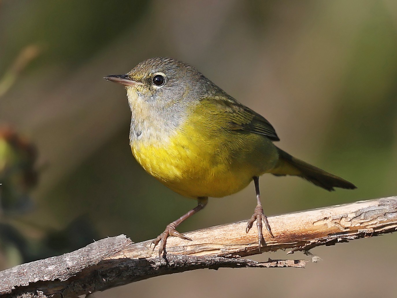 MacGillivray's Warbler - Matt Davis