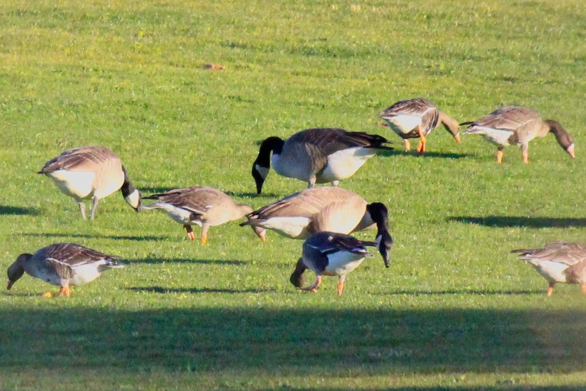 Greater White-fronted Goose - ML64454001