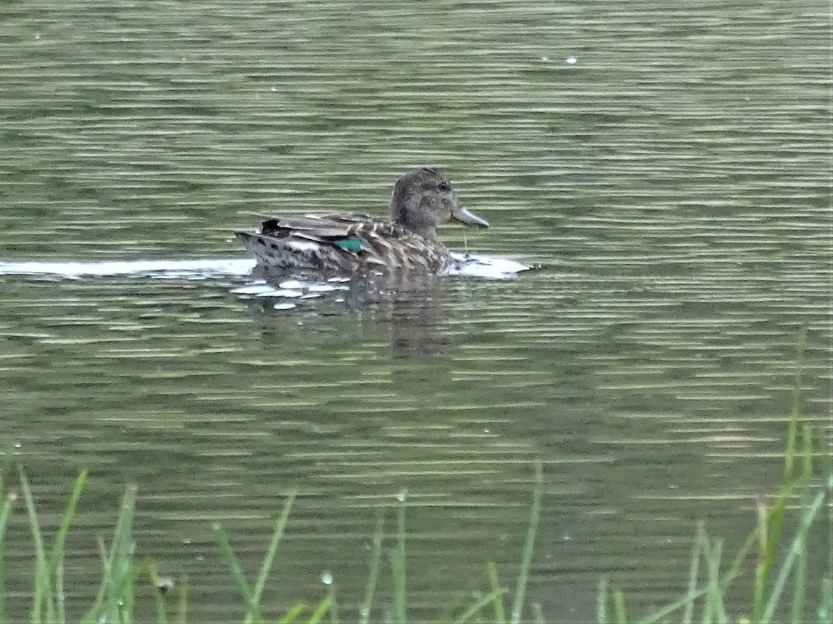 Green-winged Teal - ML64454021