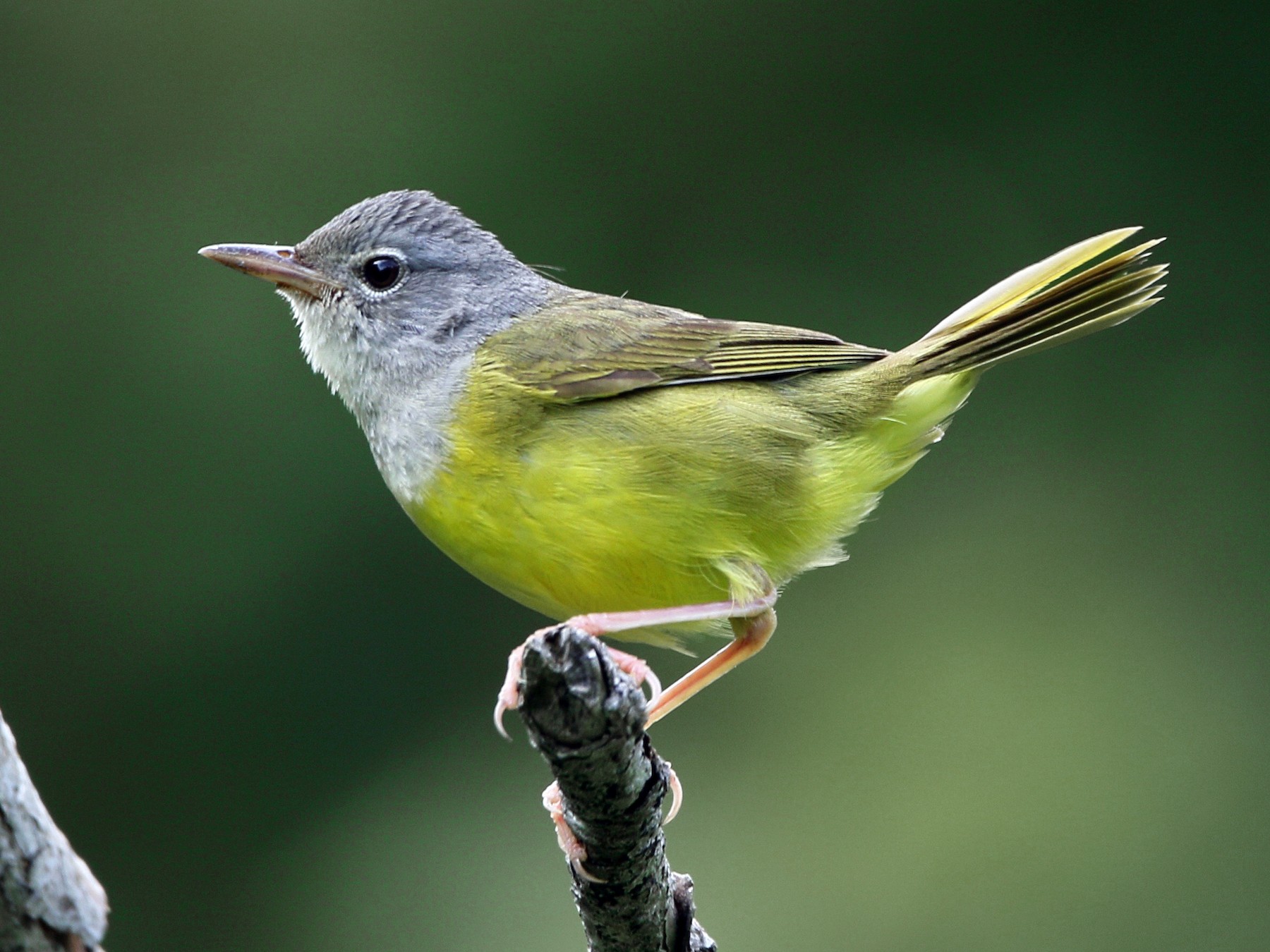 Mourning Warbler - John King