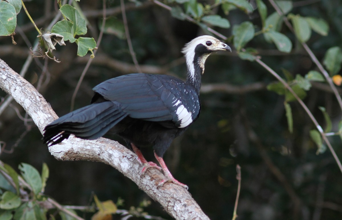 White-throated Piping-Guan - ML64454891