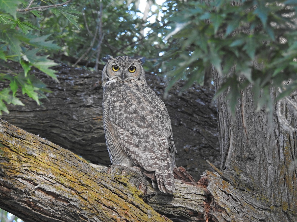 Great Horned Owl - Mary Rumple
