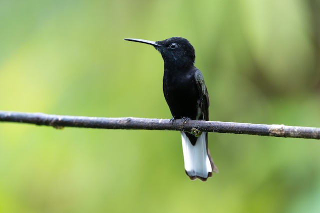 Black Jacobin