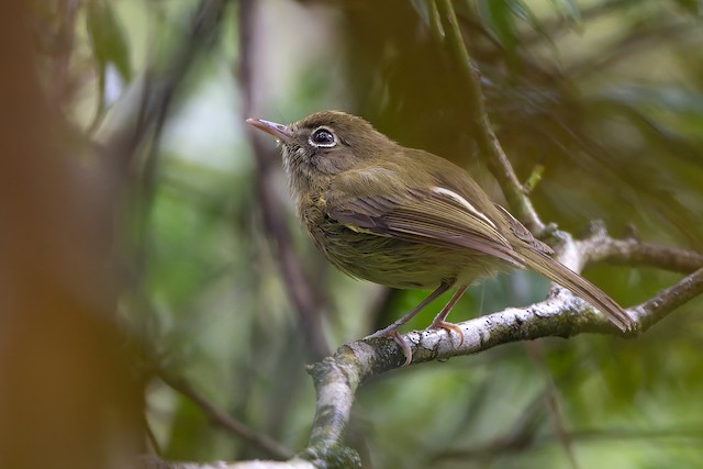 Eye-ringed Tody-Tyrant