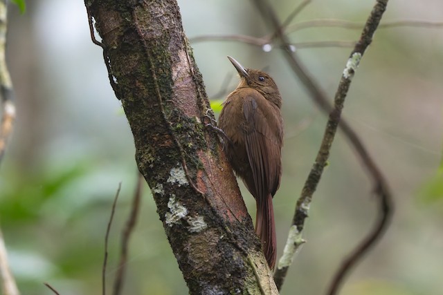 Plain-winged Woodcreeper
