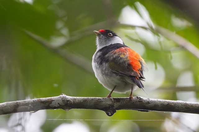 Pin-tailed Manakin