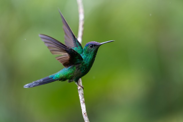 Violet-capped Woodnymph